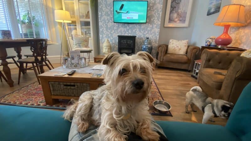 Dog sitting Molly at The Mayfield Hotel