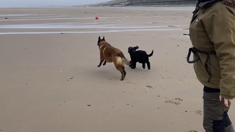 Dogs enjoying Blackpool North Shore Beach near The Mayfield Hotel