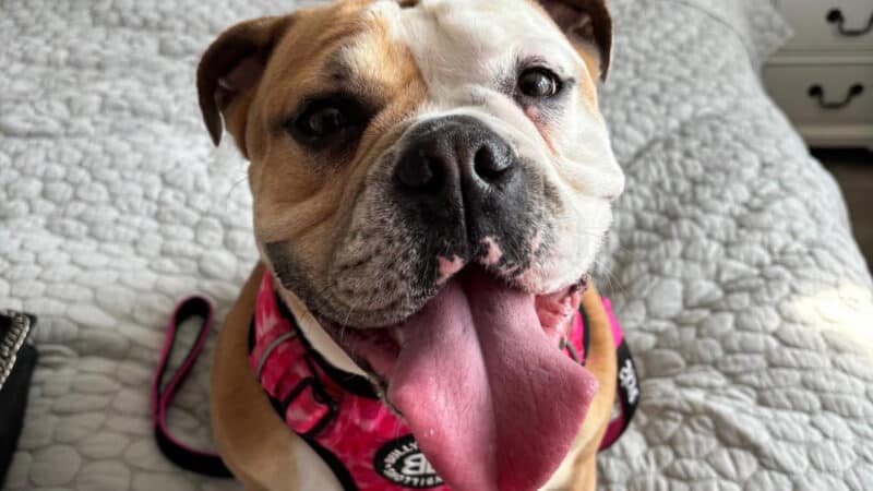 Dog staying at The Mayfield Hotel in Blackpool